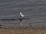 Chestnut-banded plover (charadrius pallidus), Lake Masek, Serengeti